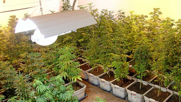 Cannabis legalization house grow op